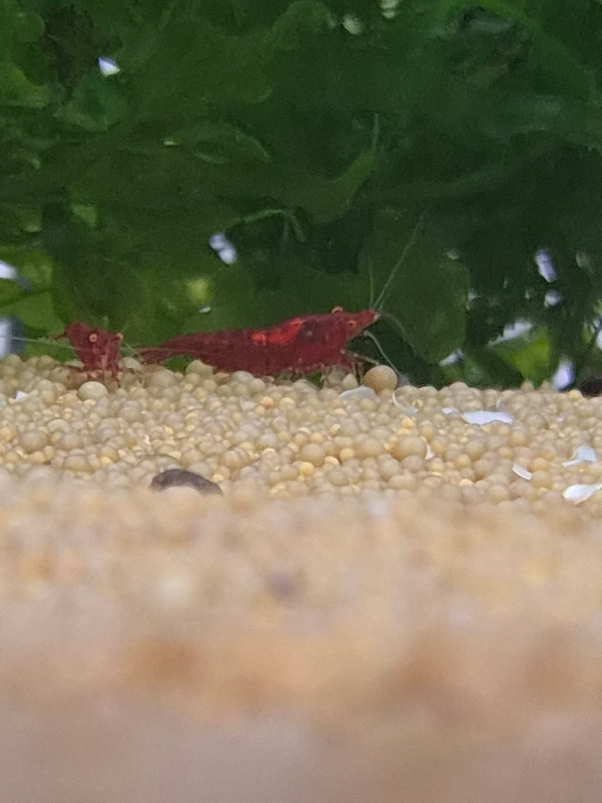 Bloody marry OE (Red Demon)
