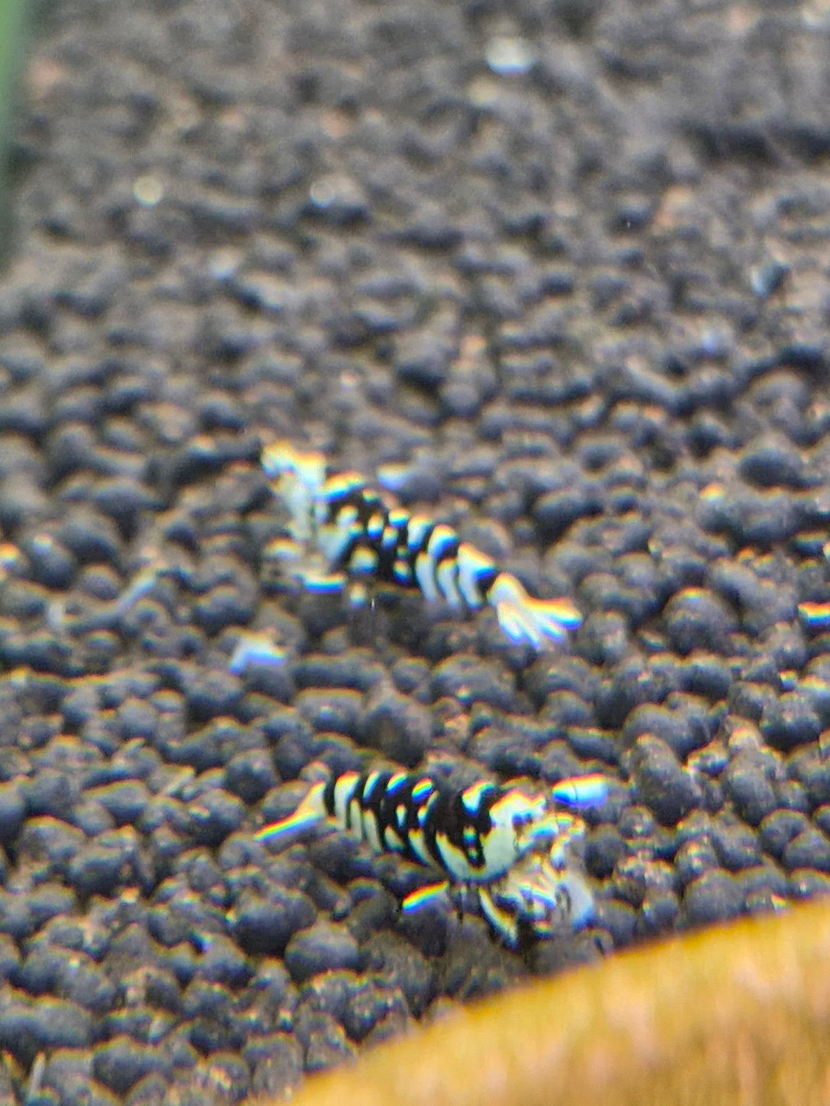 Black fancy tiger