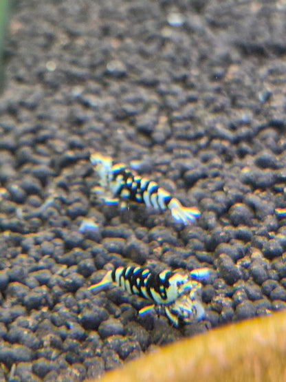 Black fancy tiger