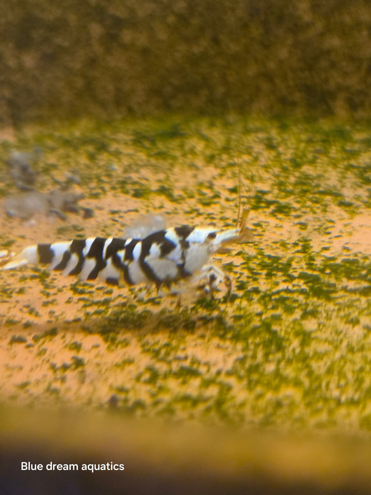 Black fancy tiger