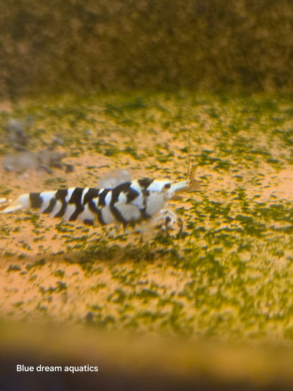 Black fancy tiger