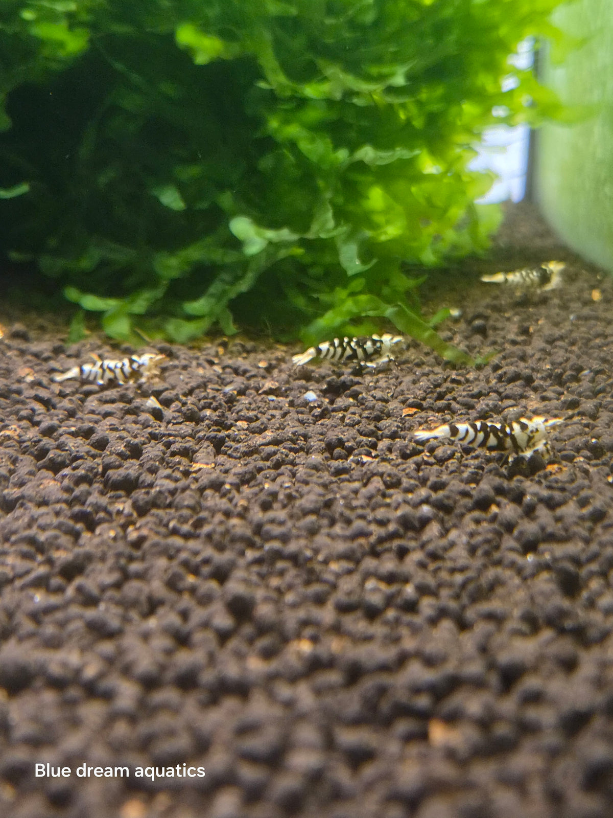 Black fancy tiger