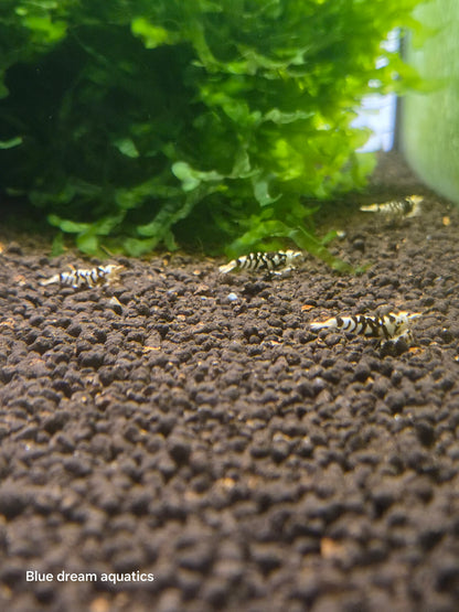 Black fancy tiger