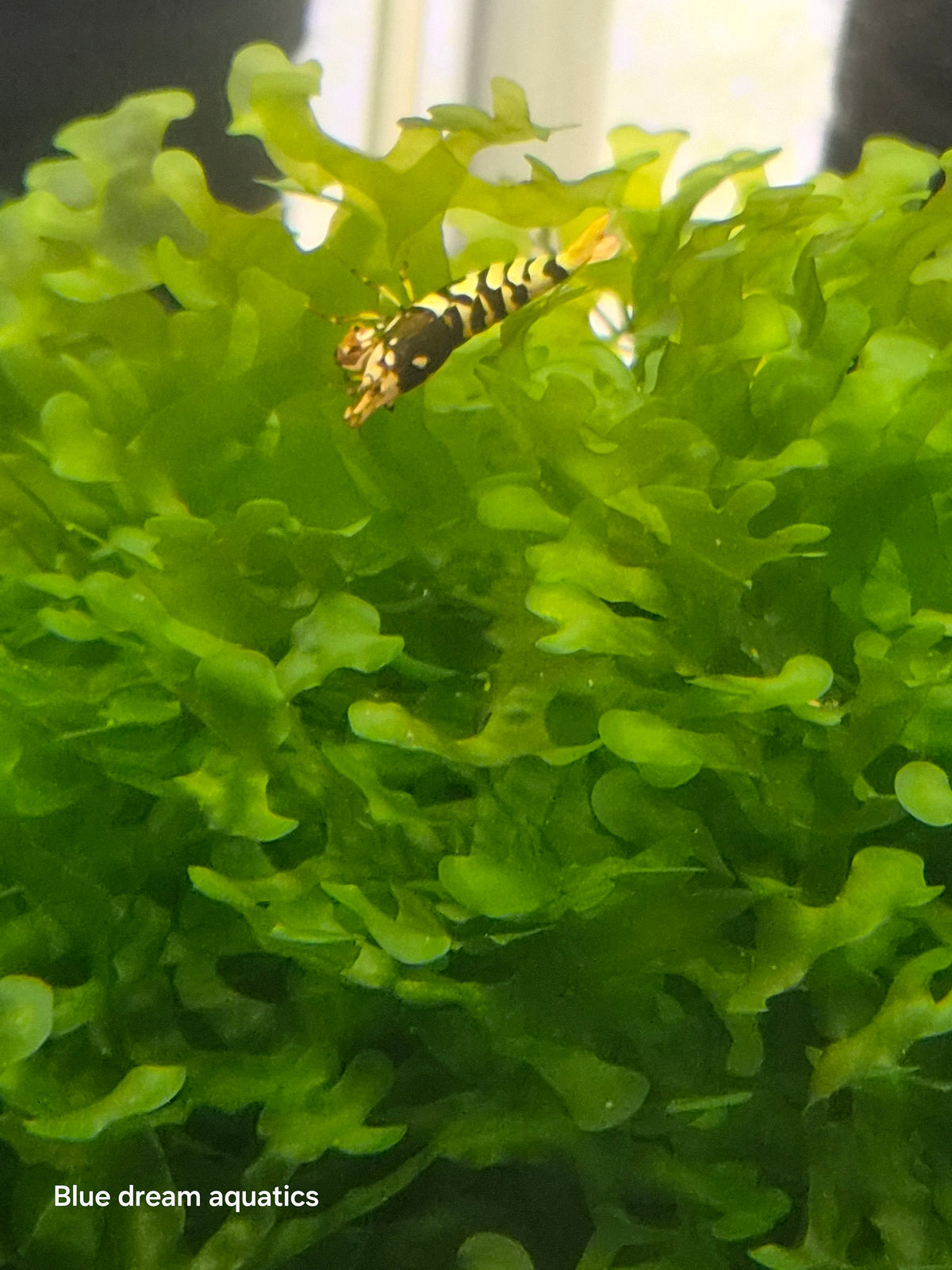 Black fancy tiger