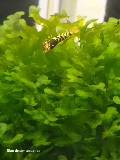 Black fancy tiger