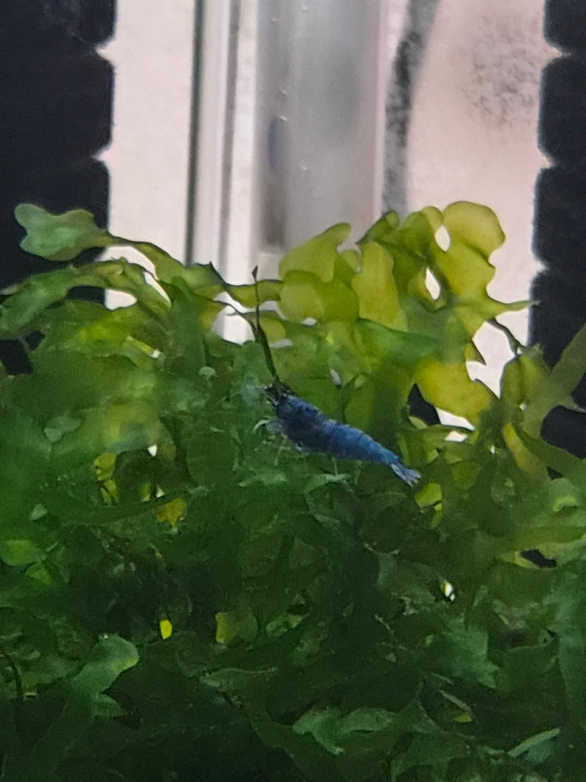 Blue bolt