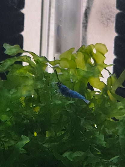 Blue bolt