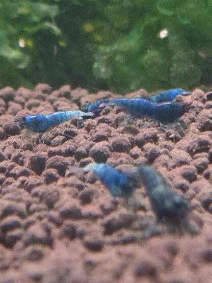 Blue bolt