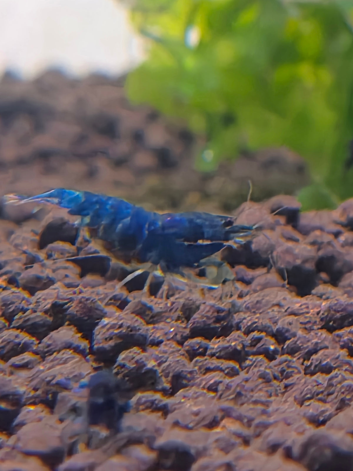 Blue bolt
