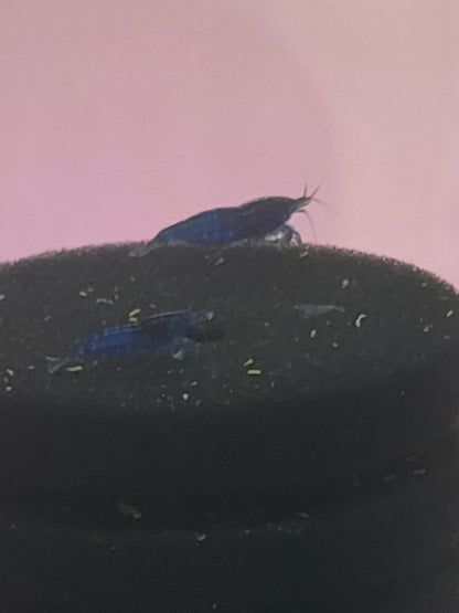 Blue dream