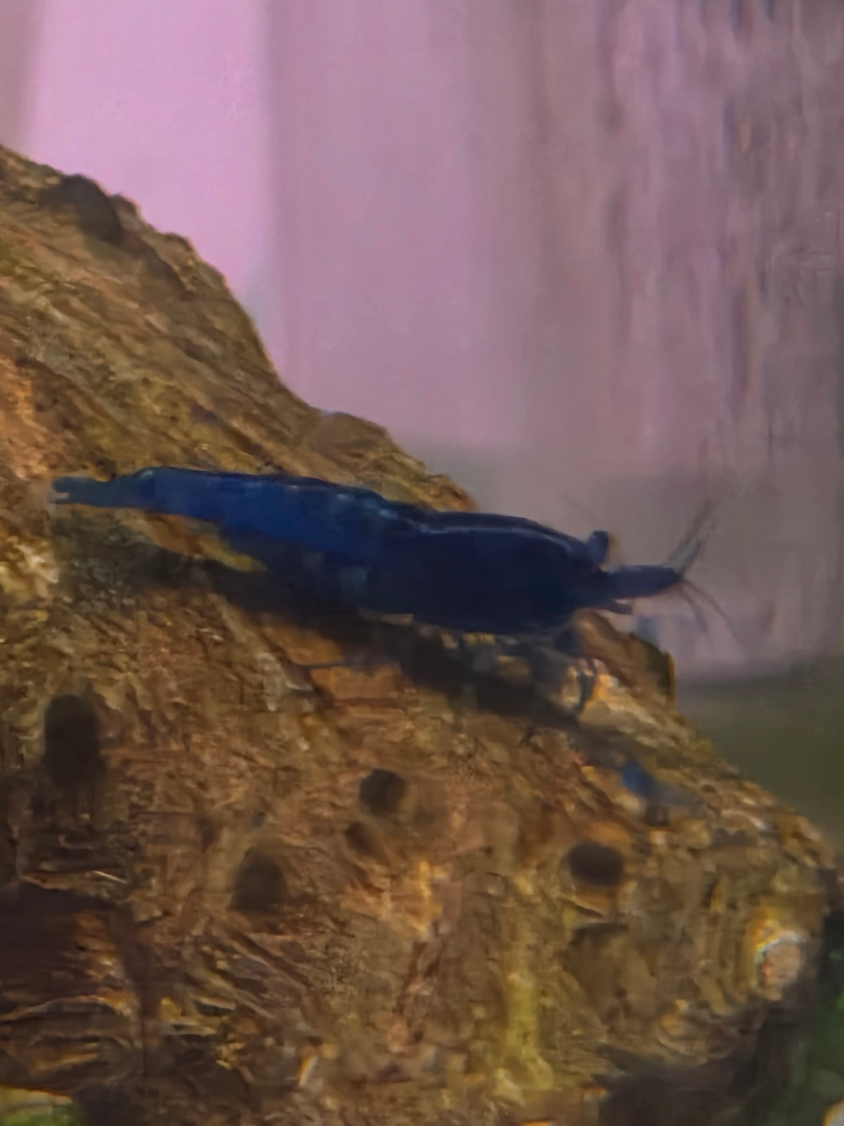 Blue dream