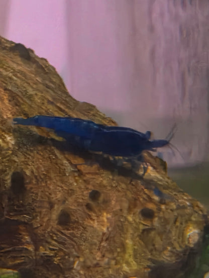 Blue dream