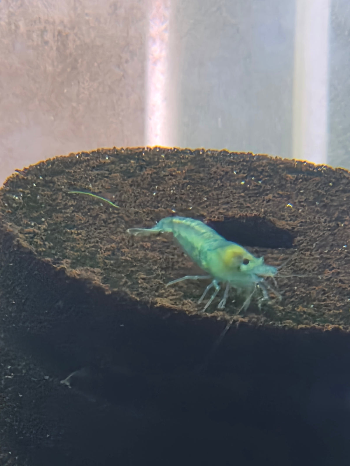 Blue jelly