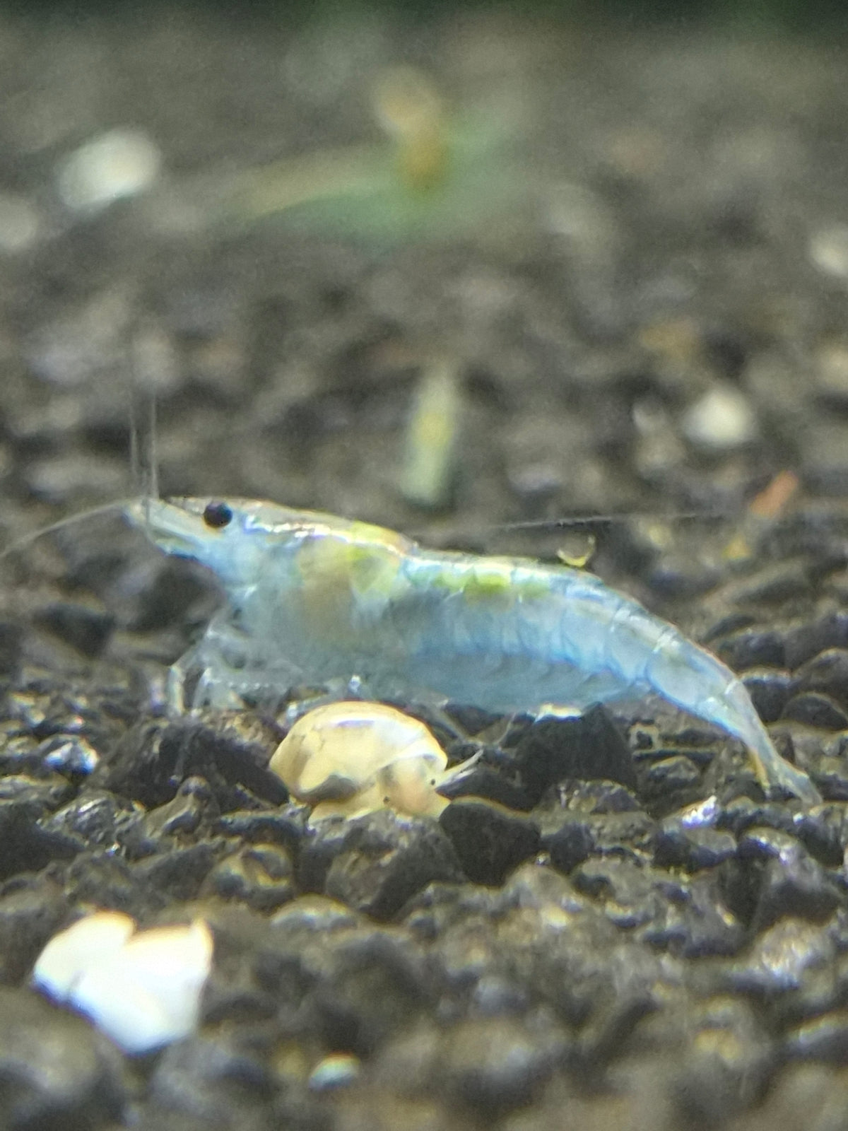 Blue jelly