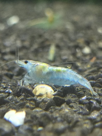 Blue jelly