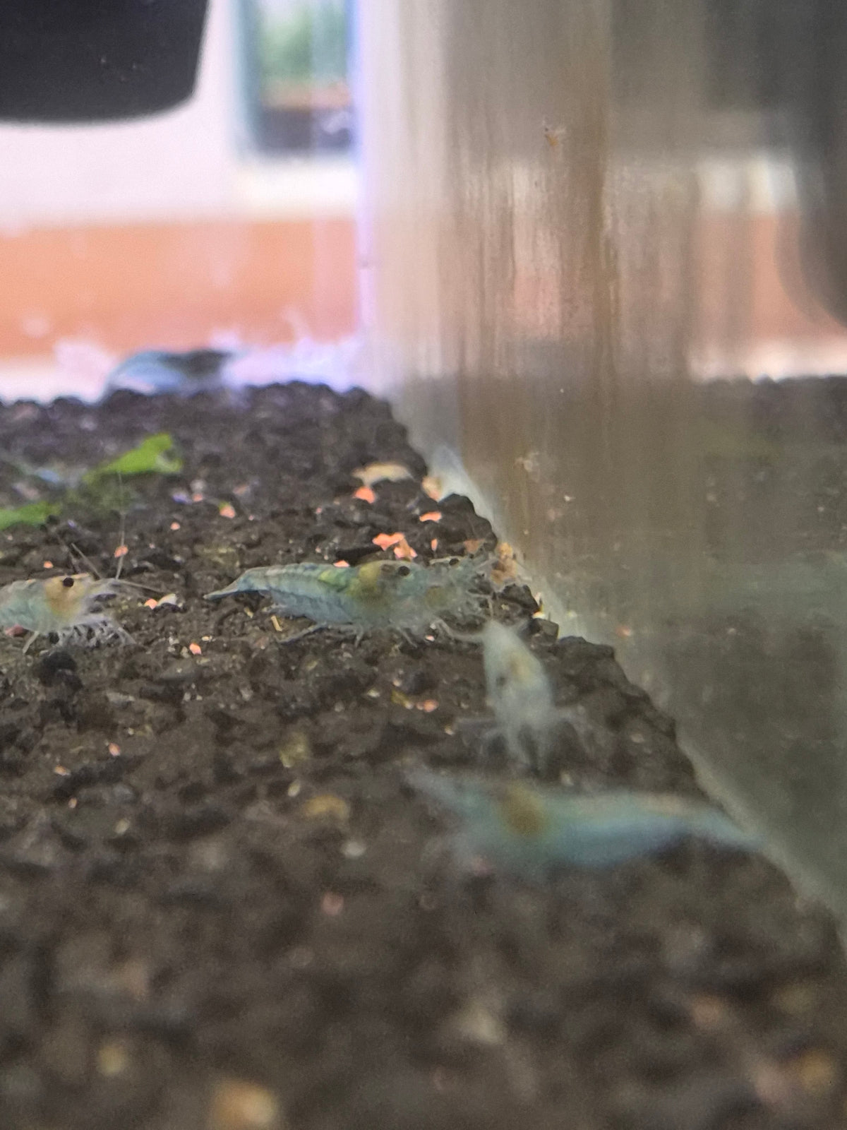 Blue jelly