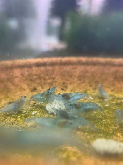Blue jelly