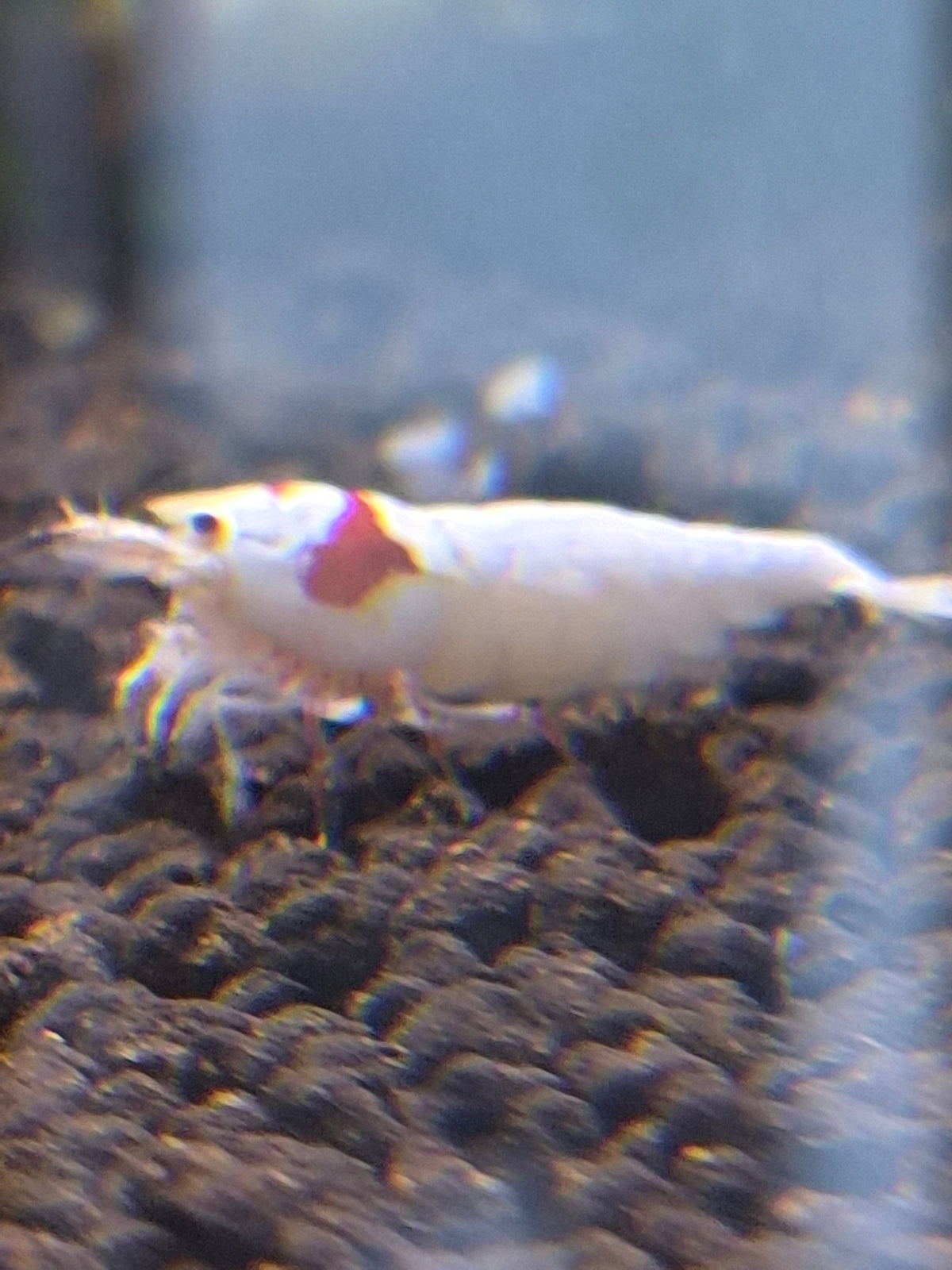 Crystal red (PRL)