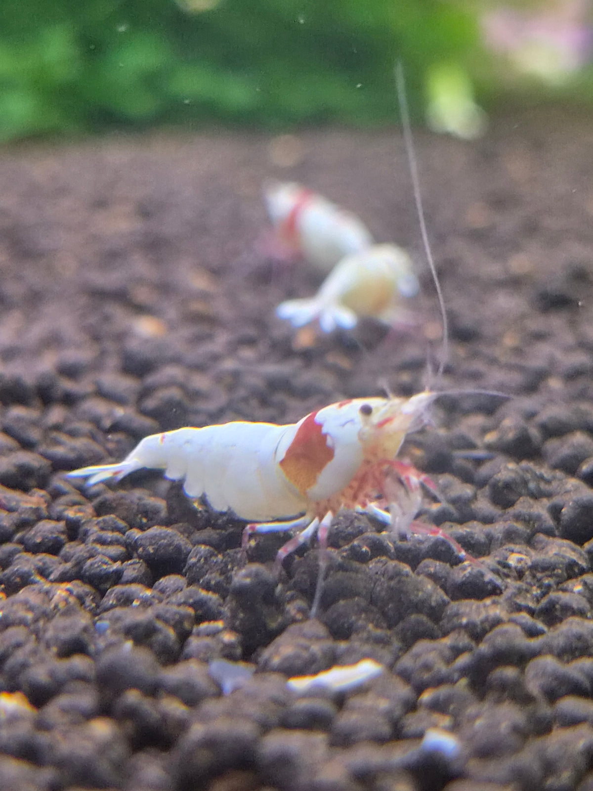 Crystal red (PRL)