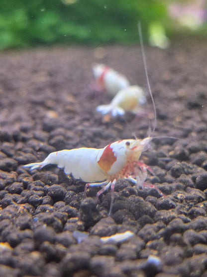 Crystal red (PRL)