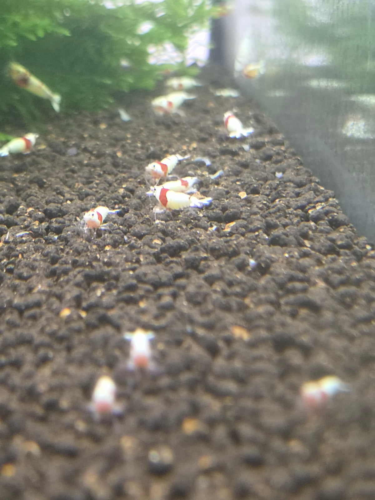 Crystal red (PRL)