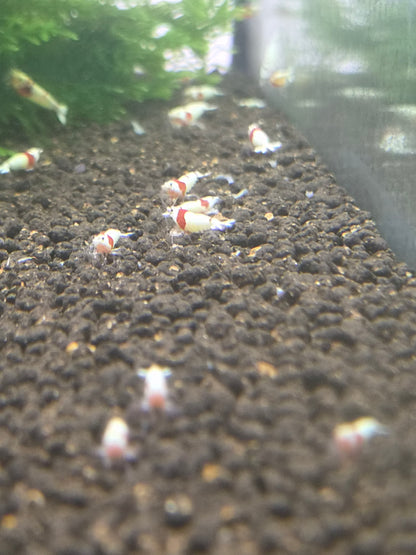 Crystal red (PRL)