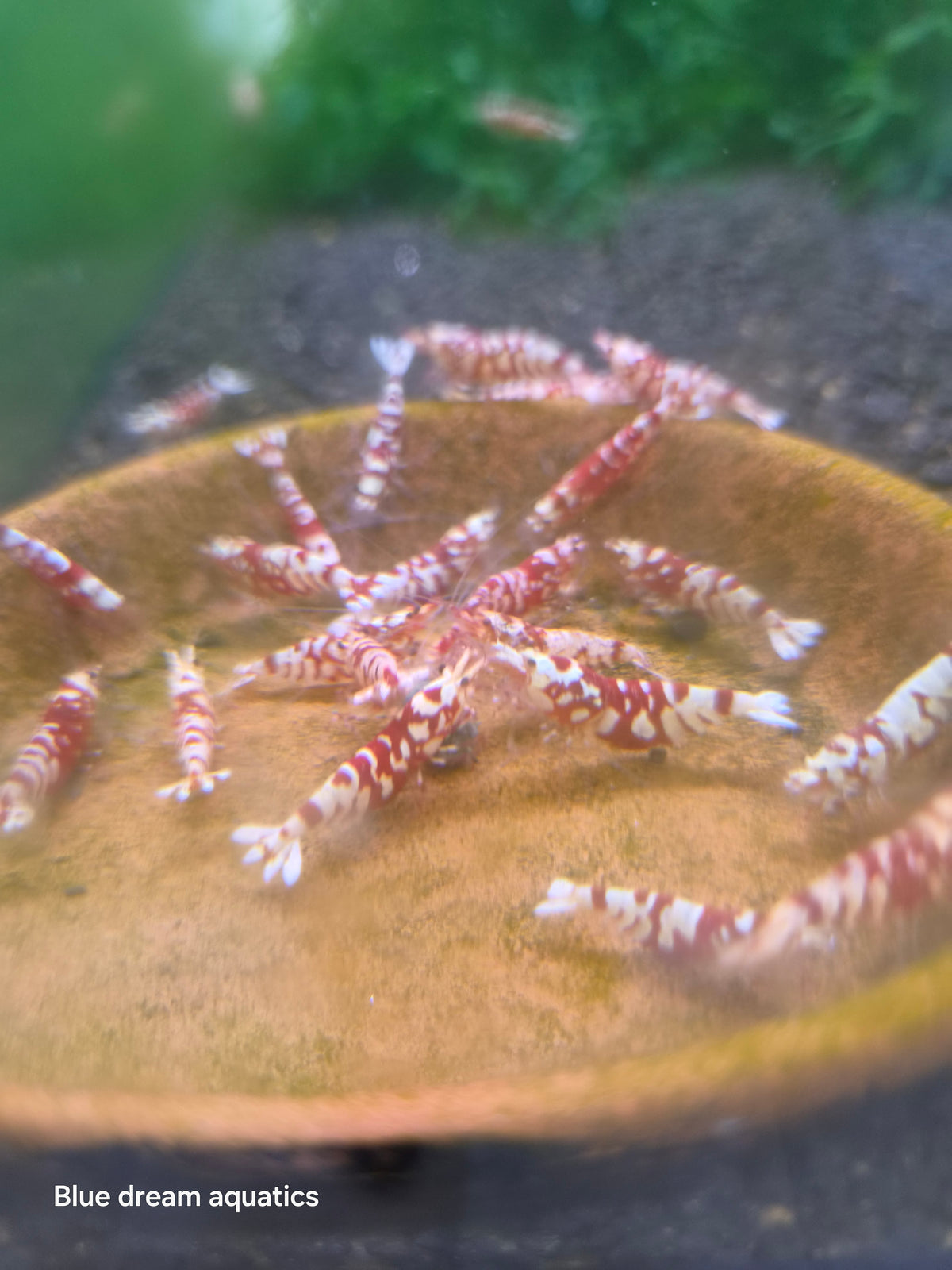 Red fancy tiger