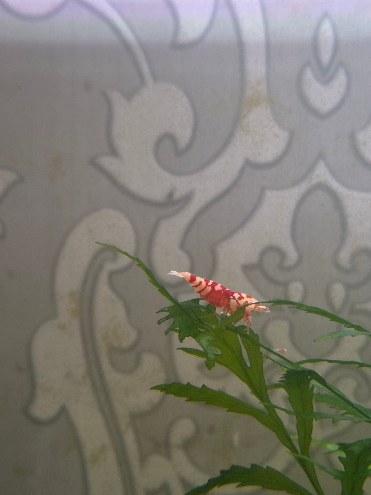 Red fancy tiger