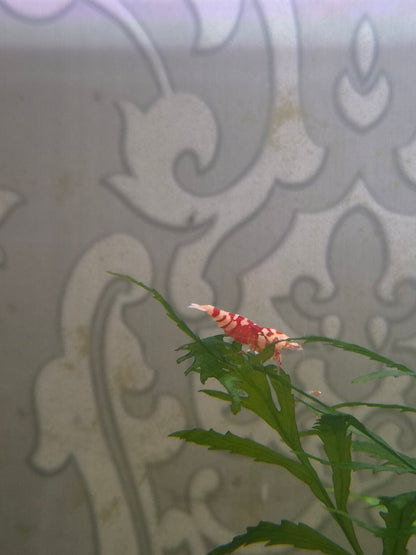 Red fancy tiger