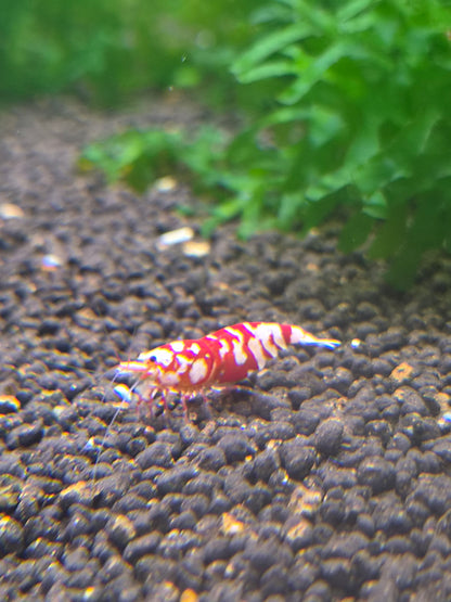 Red fancy tiger