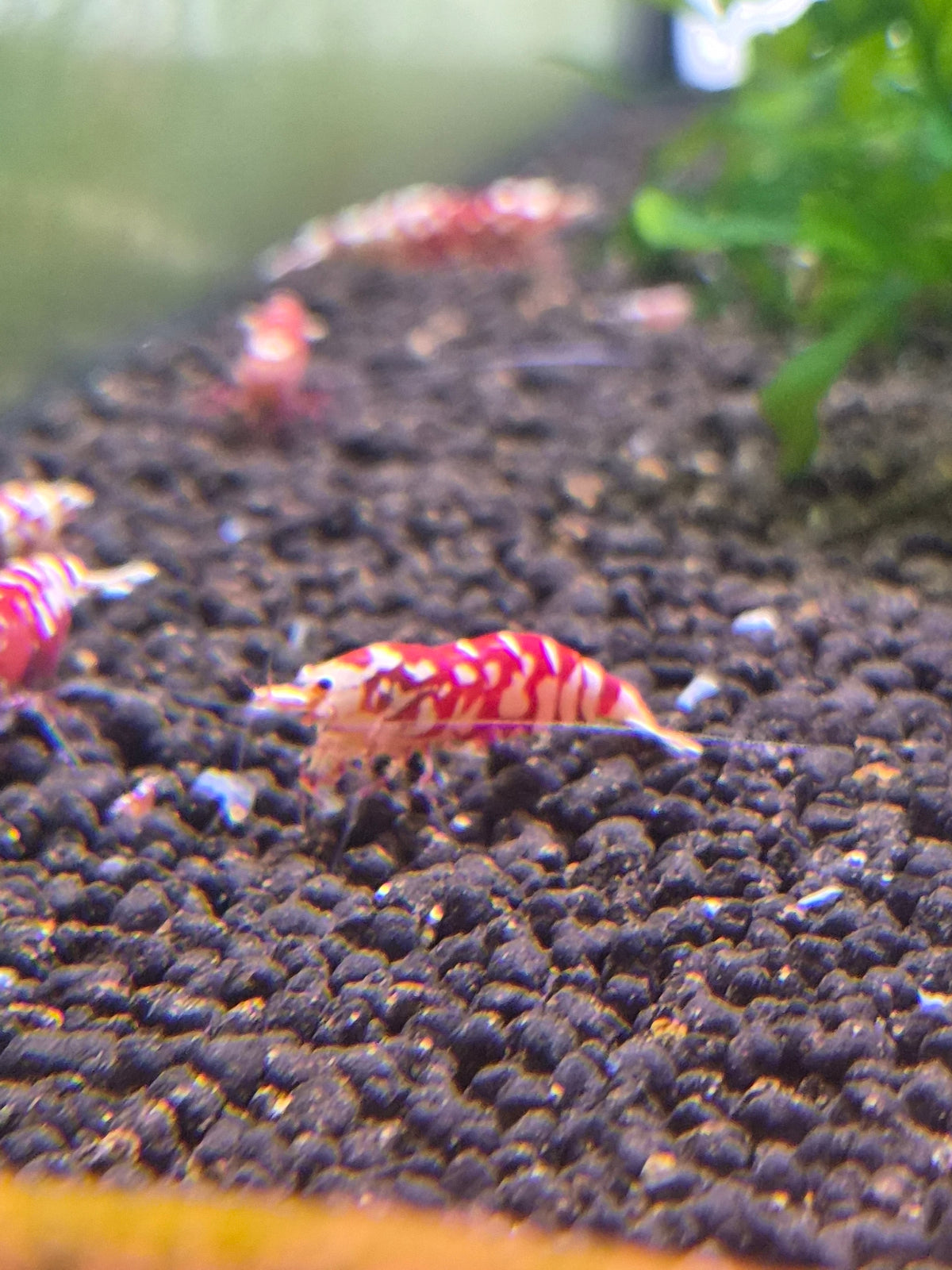 Red fancy tiger