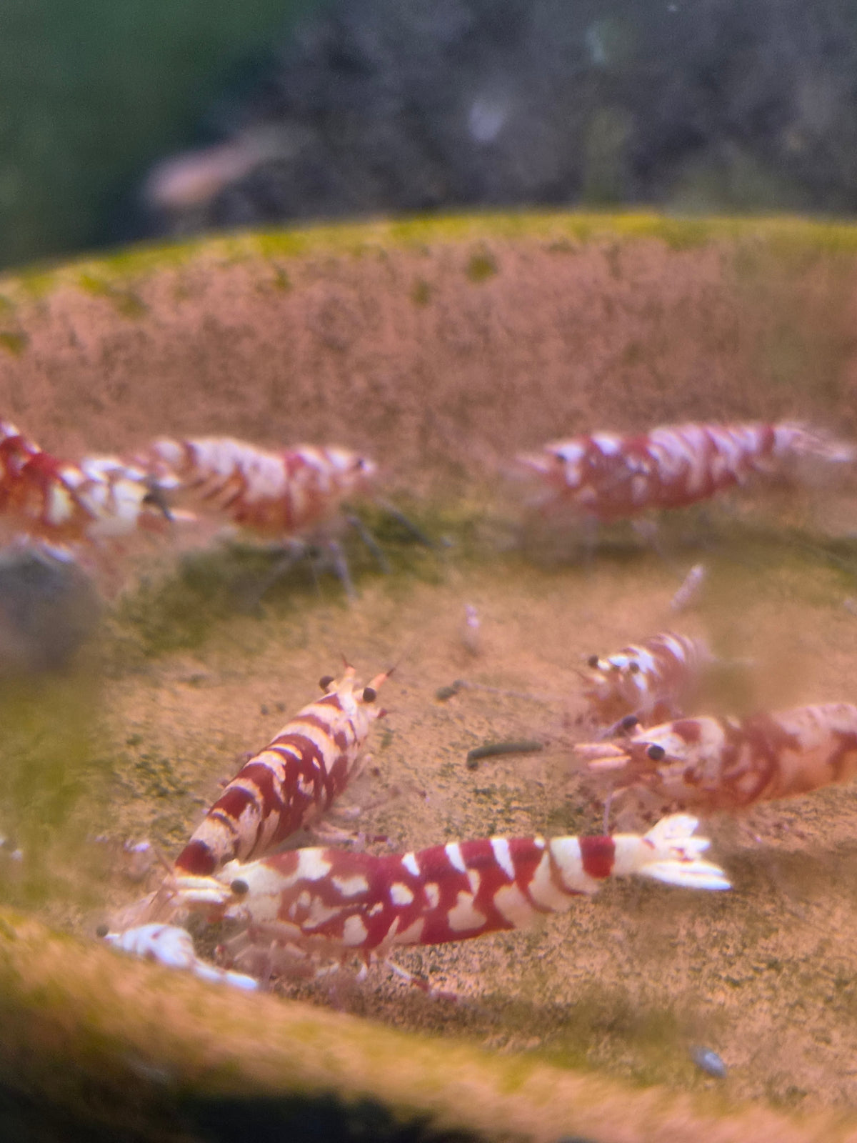 Red fancy tiger