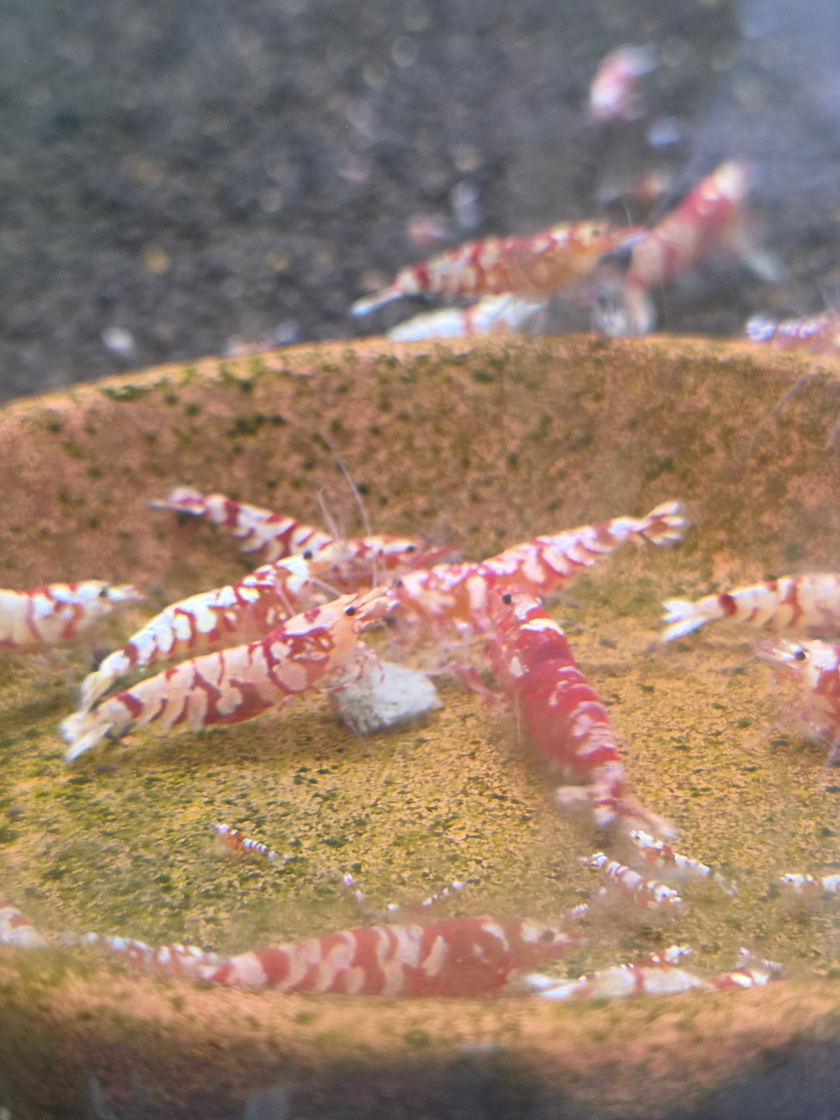 Red fancy tiger
