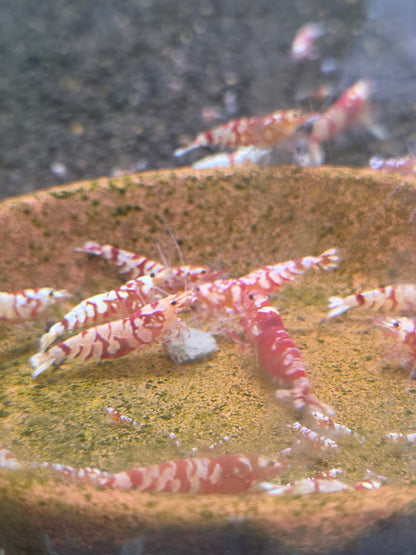 Red fancy tiger