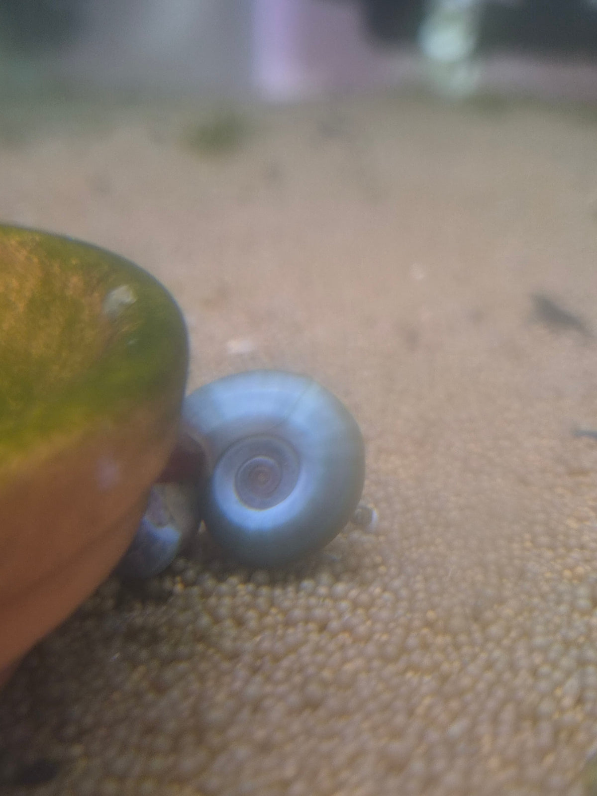 Posthoornslak Blauw (Ramshorn snail)