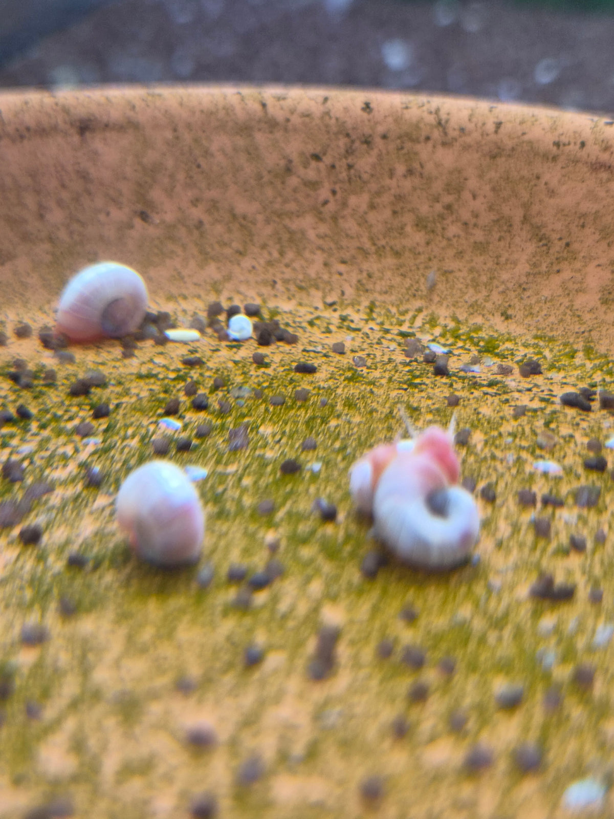 Posthoornslak Blauw (Ramshorn snail)