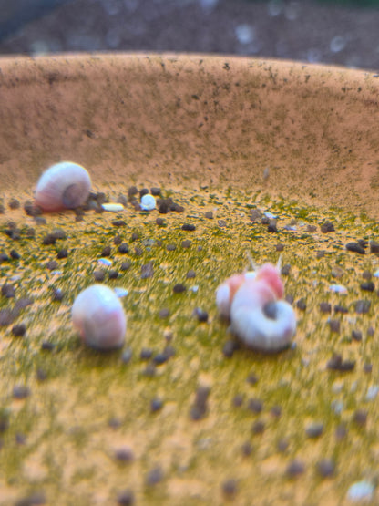 Posthoornslak Blauw (Ramshorn snail)