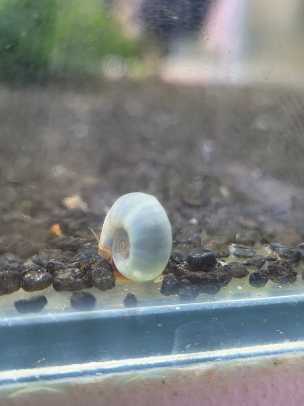 Posthoornslak Blauw (Ramshorn snail)