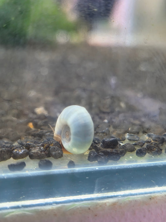 Posthoornslak Blauw (Ramshorn snail)