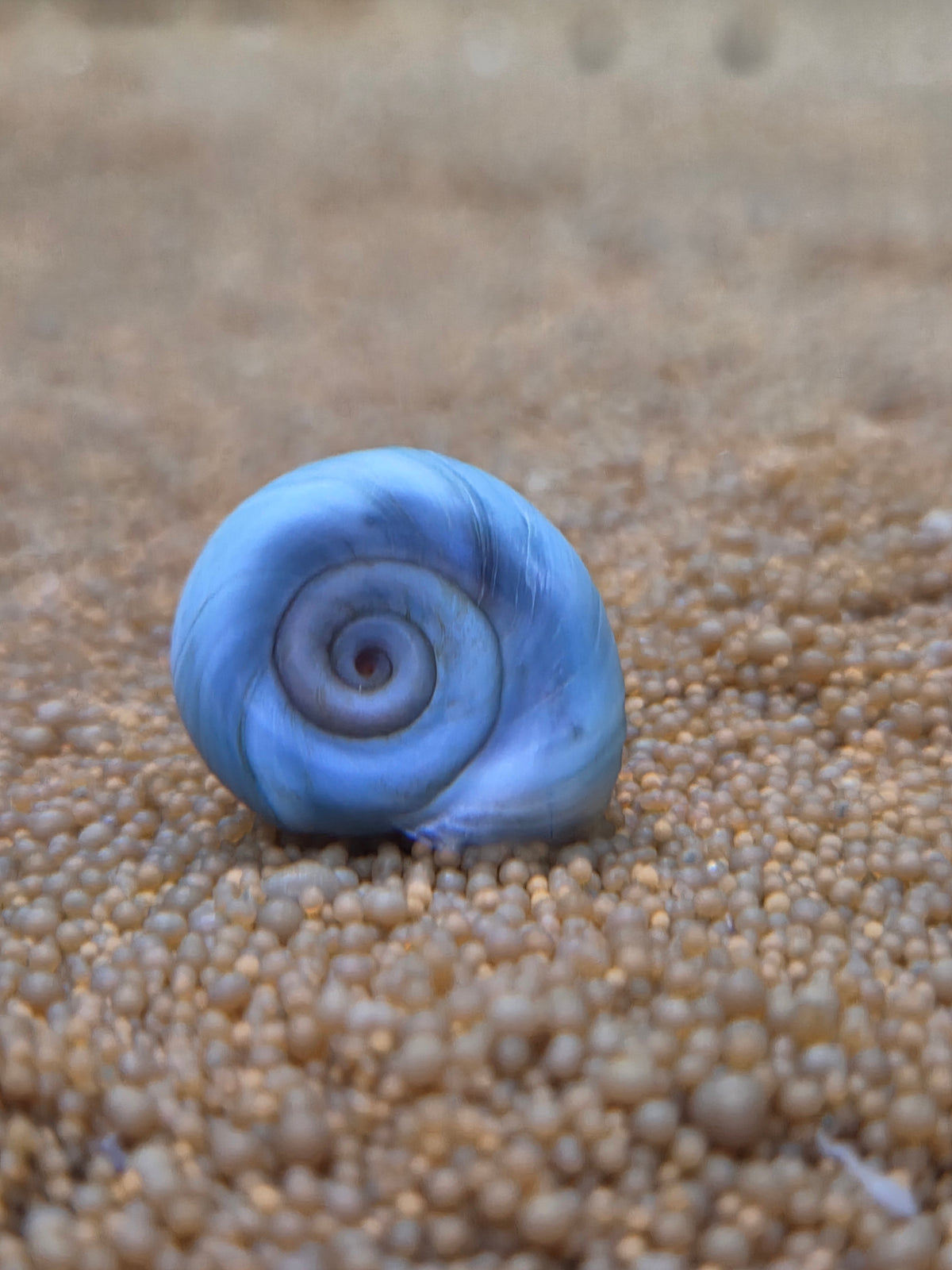 Posthoornslak Blauw (Ramshorn snail)