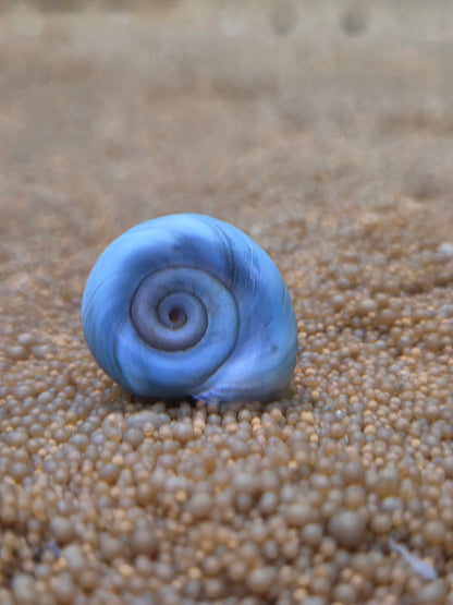 Posthoornslak Blauw (Ramshorn snail)