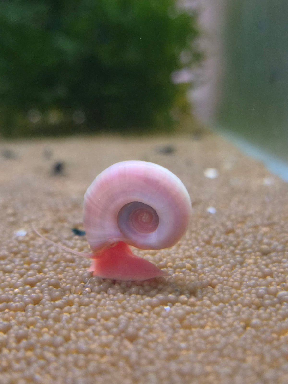 Posthoornslak Roze (Ramshorn snail)