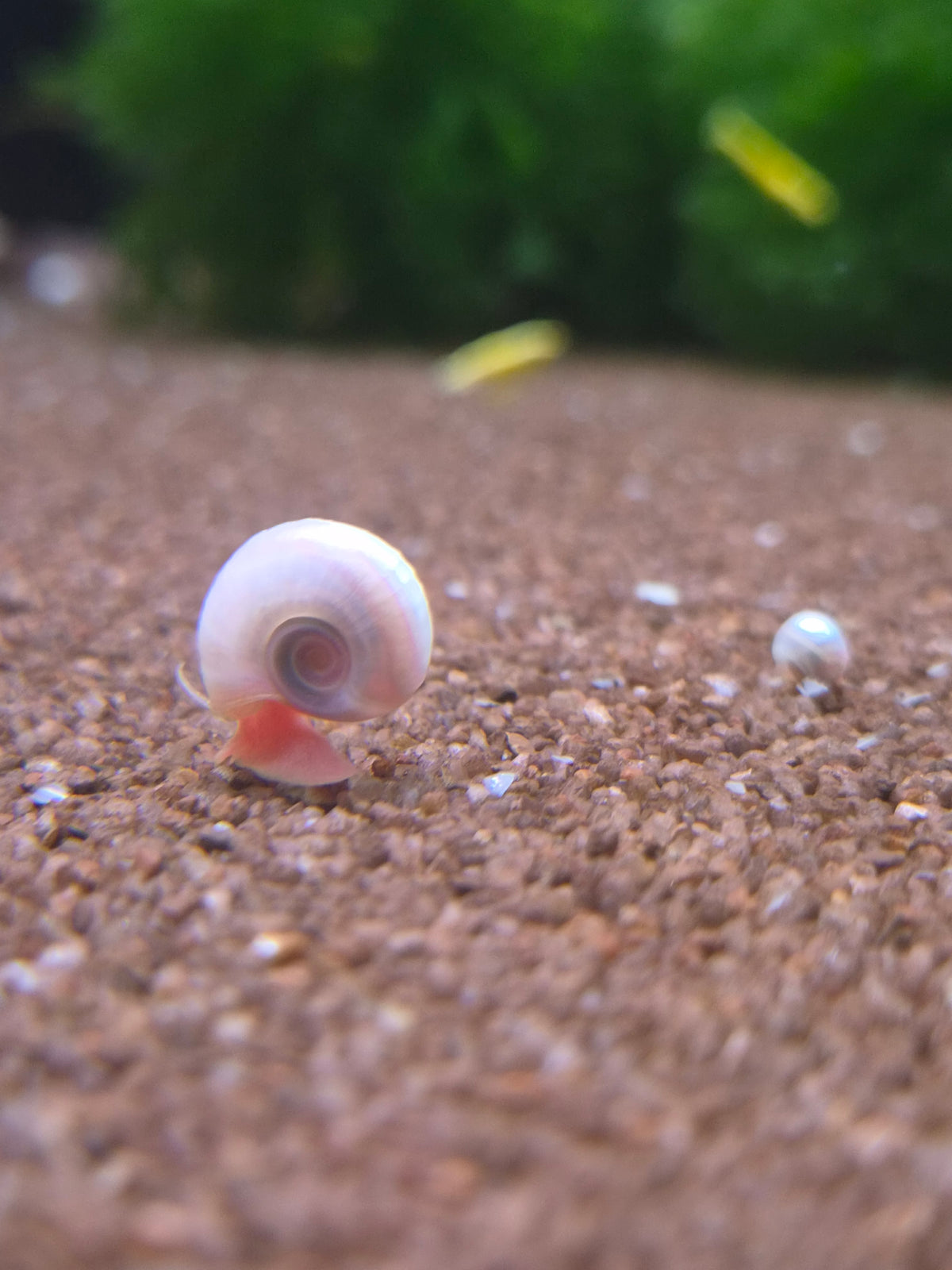 Posthoornslak Roze (Ramshorn snail)