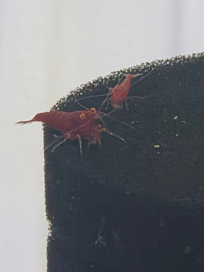 Bloody marry OE (Red Demon)