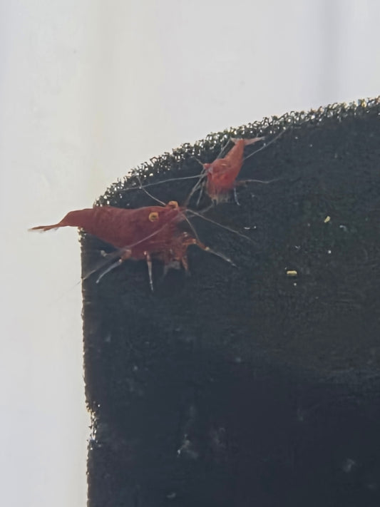 Bloody marry OE (Red Demon)