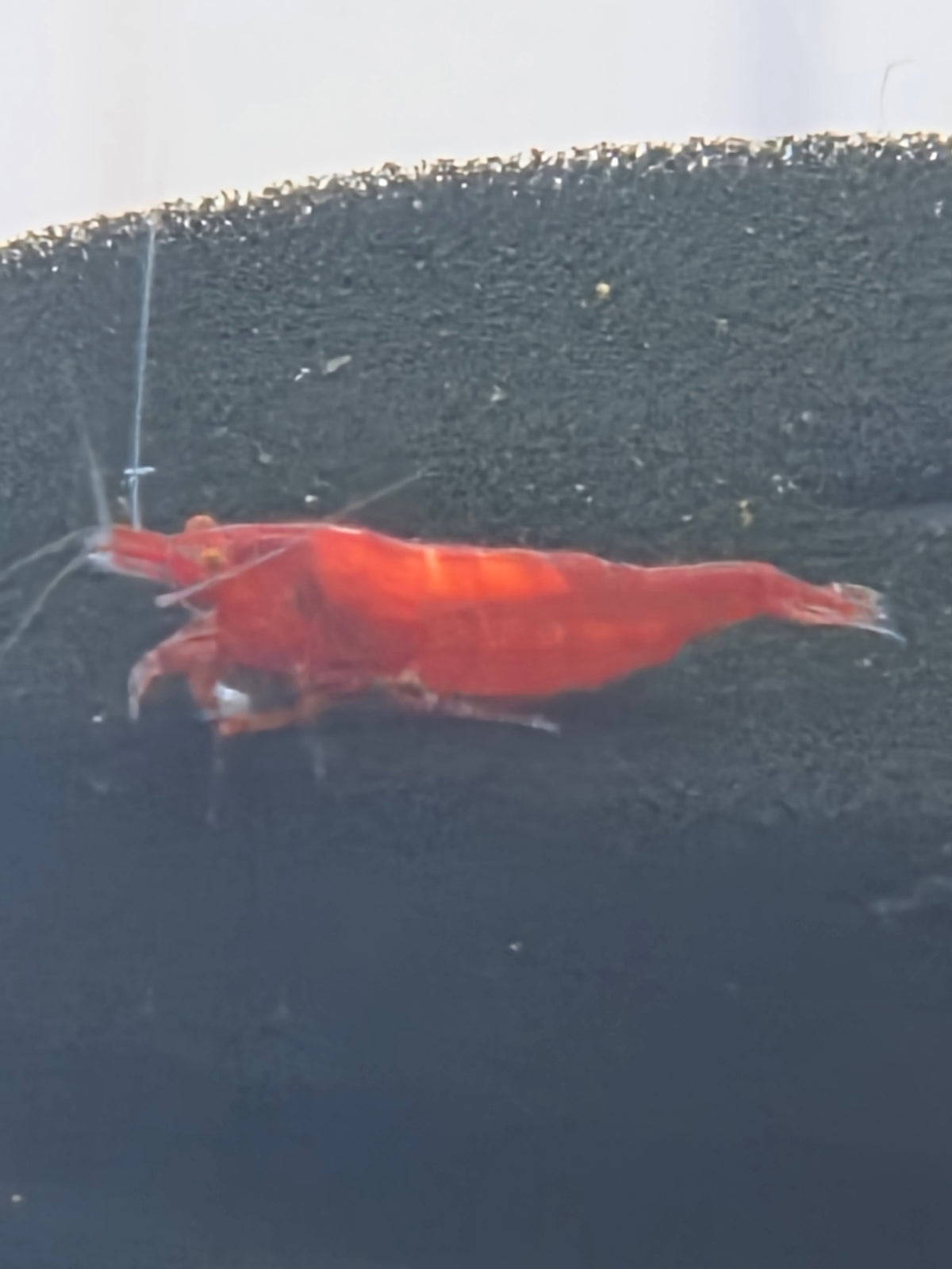 Bloody marry OE (Red Demon)