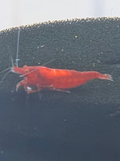 Bloody marry OE (Red Demon)