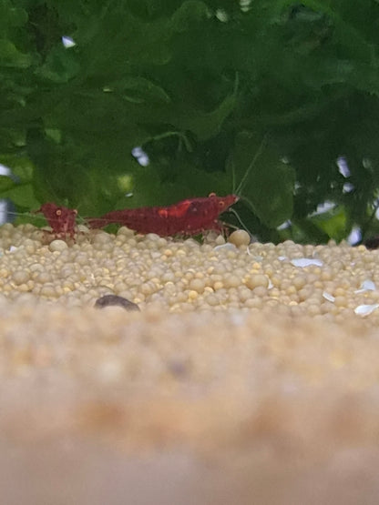 Bloody marry OE (Red Demon)
