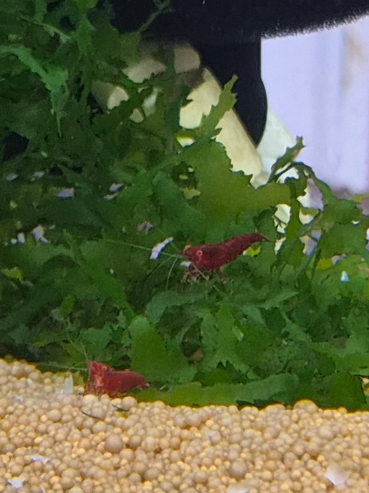Bloody marry OE (Red Demon)