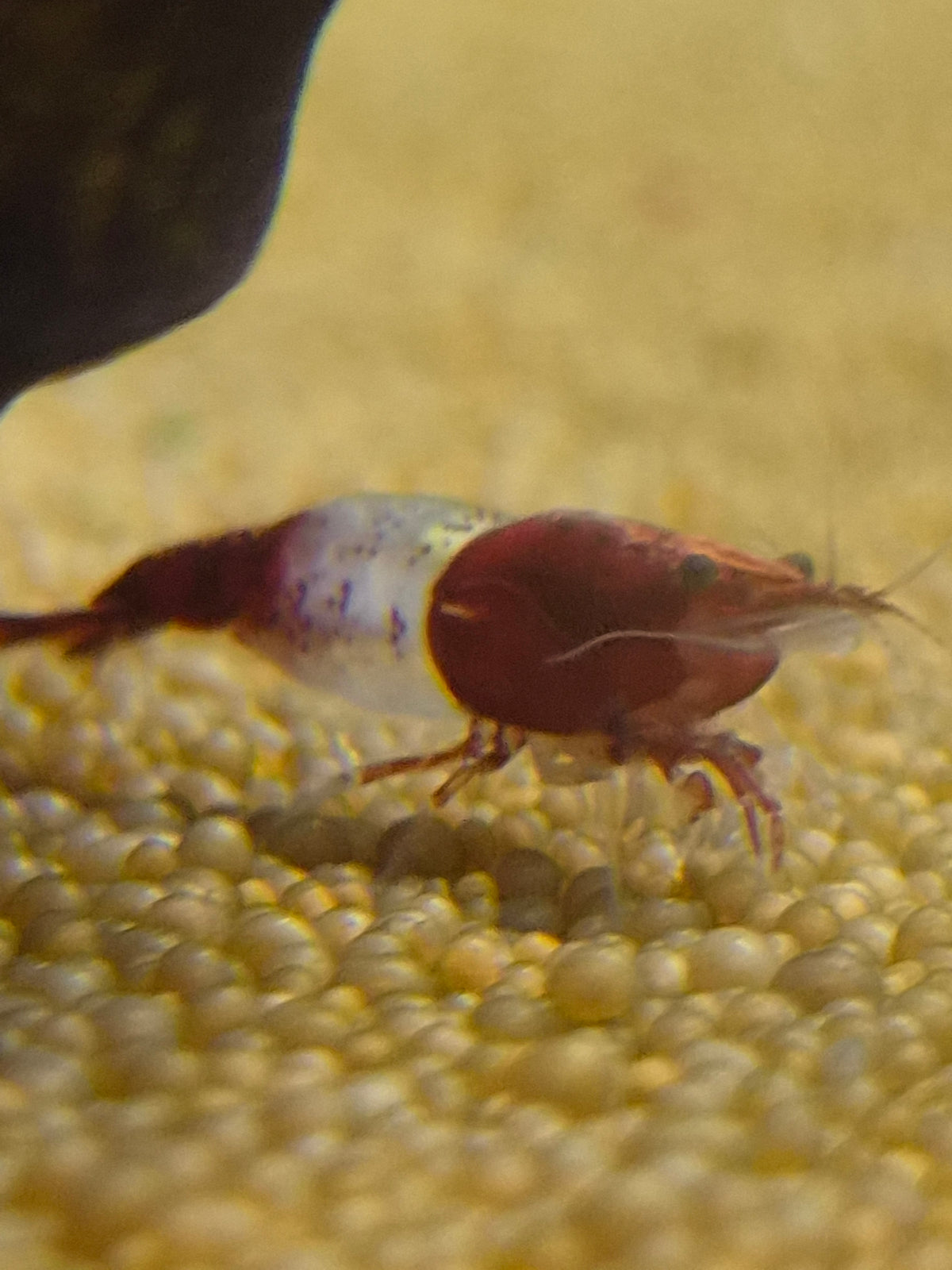 Red rilli